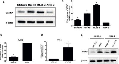 Wilms’ Tumor 1-Associated Protein Contributes to Chemo-Resistance to Cisplatin Through the Wnt/β-Catenin Pathway in Endometrial Cancer